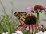 Monarch on a coneflower