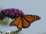 Monarch on a butterfly bush