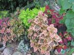 coleus bed by gate