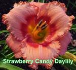 Strawberry Candy Daylily