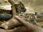 Siberian tiger cubs