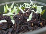Datura "Forest"