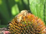 Bee on a coneflower...