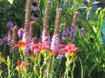 Daylily, Liatris and coneflowers