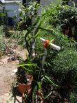 'American Beauty' dragon fruit