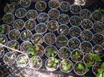 New seedlings