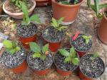 10 month old plumeria seedlings