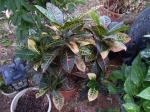 4 year old Croton