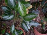 Aglaonema 'Diamond Bay'