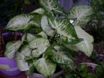 'White Butterfly' arrowhead vine