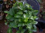 Golden Pothos