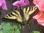 Western Tiger Swallowtail, Papilio rutulus