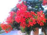 Gulmohar 7