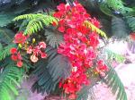 Gulmohar 9