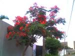 Gulmohar 10