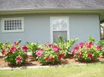 Dinner Plate Hibiscus (Red)