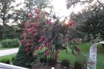 From livingroom window, Crape myrtle