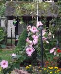 From my kitchen window. Dinner plate hibiscus.