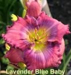 Lavender Blue Baby Daylily