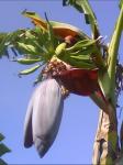 Banana tree