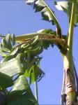 Banana tree