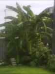 Banana Trees