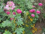 cleome,zinnia Uproar &Plains Coreopsis