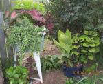 tub by fence with caladium & varigated Plectranthus