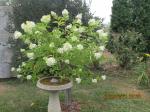 small Hydrangea tree