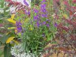 Angelonia(purple) Red Orach (tall seedheads)