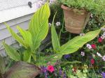 Canna Pretoria mixed flowers by greenhouse