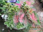 caladium,plectranthus,coleus mixed pot