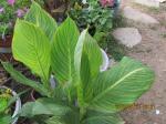 Canna Pretoria mixed flowers by greenhouse