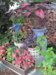 another view of mixed shade plants back yard