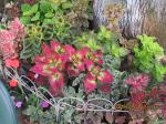 coleus bed by tree in back yard