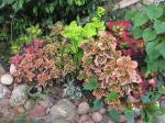 coleus bed by gate<picasso right front>