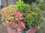 coleus in home made wheel barrow