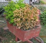 coleus in wheel barrow <picasso in front>