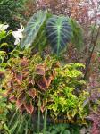 coleus El Brighto & Caracas with Colocasia Illustris
