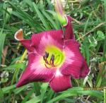 daylily Cameroons
