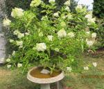 little Hydrangea Tree