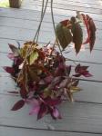 Begonia 'castaway', B. coccinea, Tradescantia zebrina