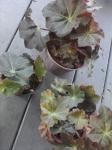 NOID rhizomatous Begonia