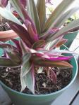 Tradescantia spathacea