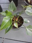 Anthurium with buds