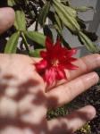 Easter cactus flower