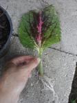 Coleus leaf makes roots in water