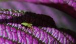 Cool green spider on Strobilanthes dyerianus