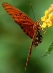 Gulf fritillary on Lantana