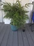 Parlor palm and "mini me"